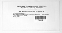 Puccinia recondita image